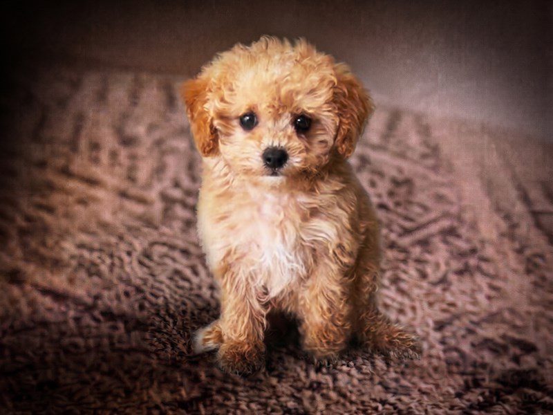 [#15217] Apricot Female Maltipoo Puppies For Sale #3