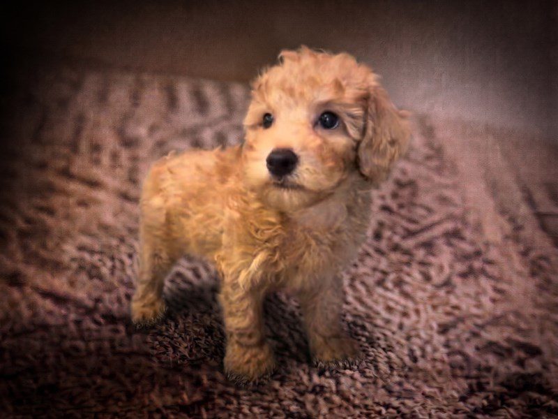 Miniature Poodle in Ashburn, VA