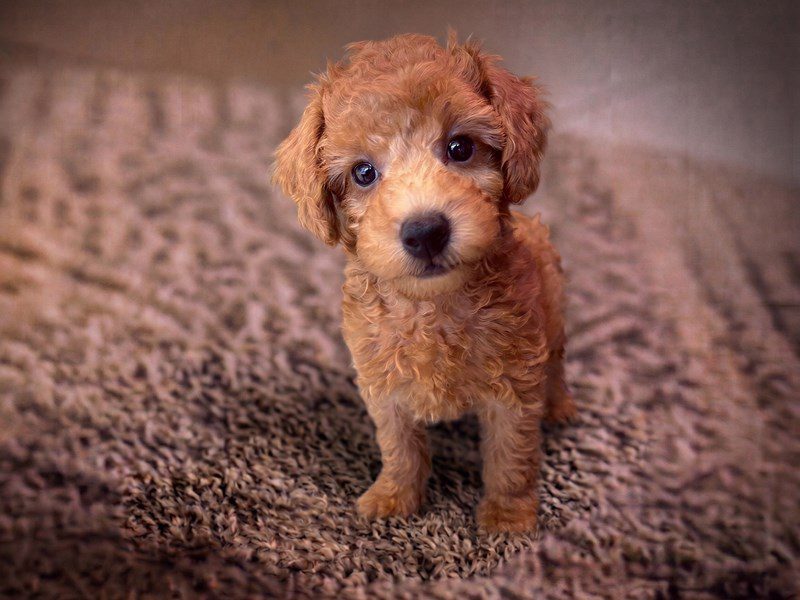 Miniature Poodle in Leesburg, VA