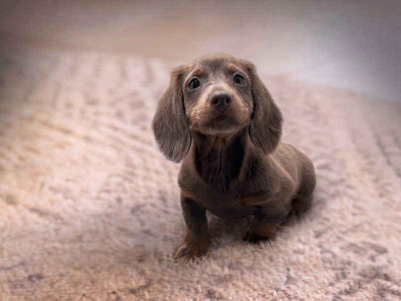 [#15222] Isabella Male Miniature Dachshund Puppies For Sale #2