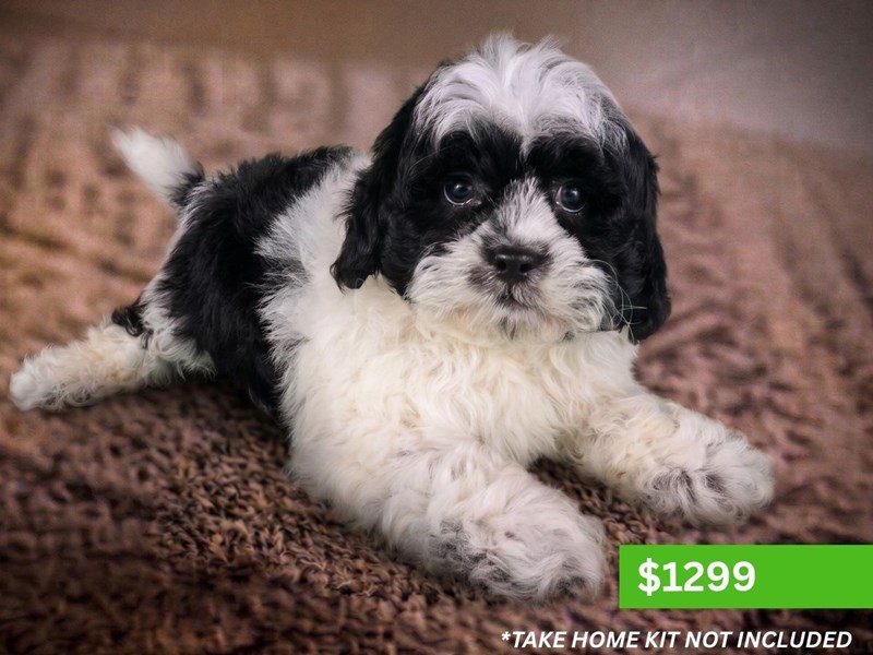 [#15185] Black/White Male Shihpoo Puppies For Sale #2
