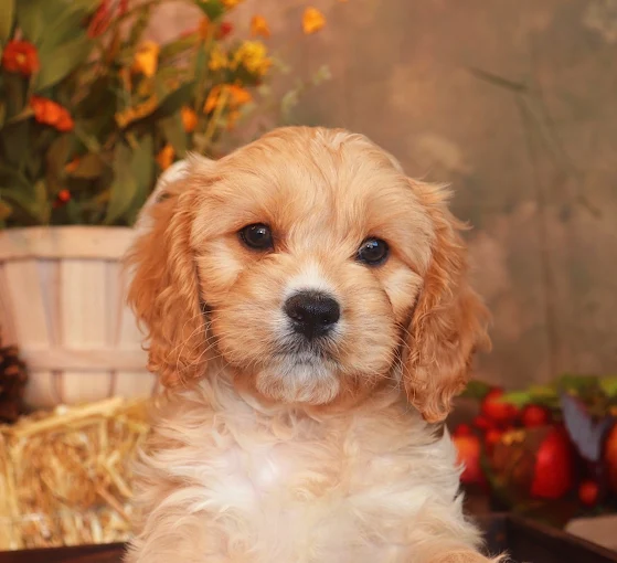 Young puppy portrait from XO PUPS