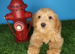 XO PUPS puppy posing beside a toy fire hydrant
